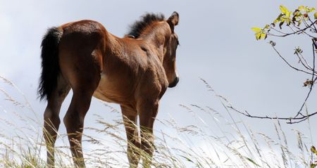 horse4の写真素材