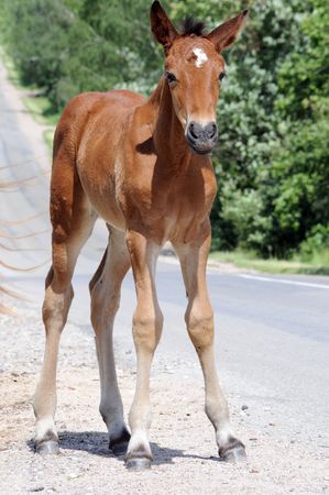 horse2の写真素材