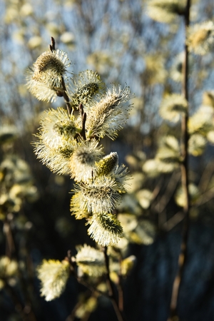 Spring leaves on a twig of apple tree. Visible young buds on a twig. Beautifully blurred background....