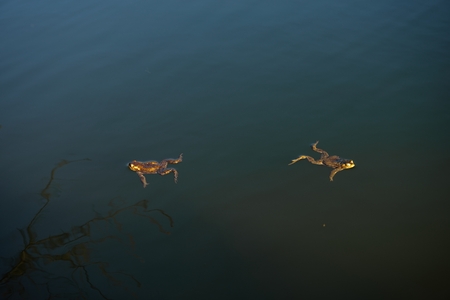 A beautiful Marsh Frog swimming in a marshy pool in the lake