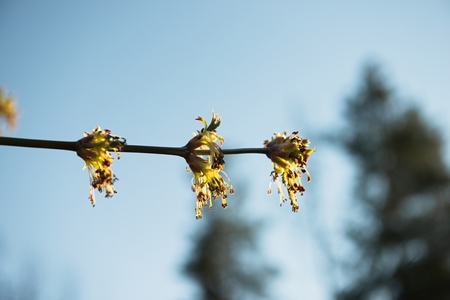 Spring leaves on a twig of apple tree.の写真素材