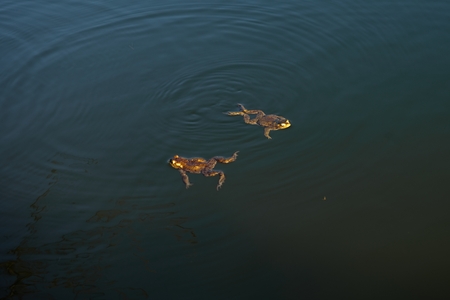 Marsh Frog swimming in the Lithuania