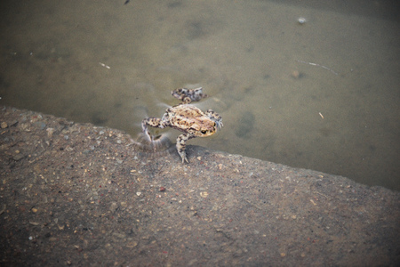 A beautiful Marsh Frog swimming in a marshy pool in the lake