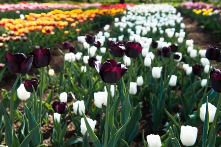 Colorful tulips in the flower garden.の写真素材