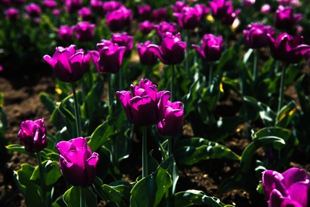Colorful tulips in the flower garden.の写真素材