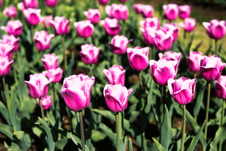 Colorful tulips in the flower garden.の写真素材