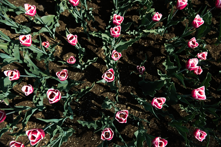 Colorful tulips in the flower garden.の写真素材