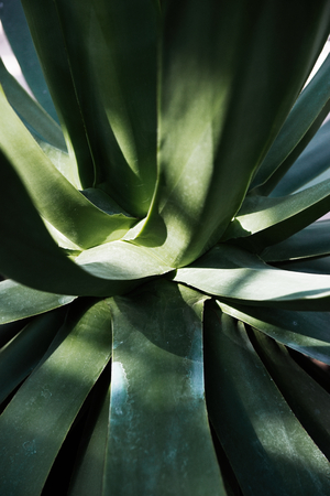 Green cactus with sharp needles and pink purple flower spins on green background. Macro shoot concept of cactus protection from electro-radiation in office on workplace with PC or laptopの写真素材