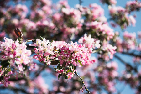 Beautiful blossom Apple Tree branches swaying in the wind in spring. Blossom apple flower bud treeの写真素材