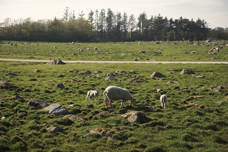 Sheep eating grass at the hill view campsite, Norwayの写真素材