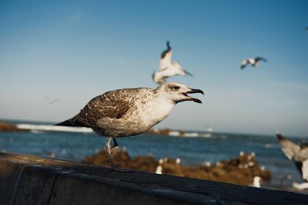 close up of a sea gull with fishing boats in the background in Africaの写真素材
