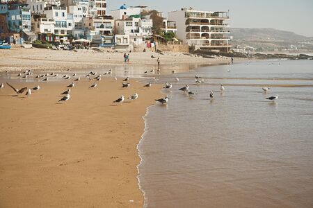 Dakhla, MOROCCO - JANUARY 18, 2020: brown seagull in front of the ocean with houses in the backgroundのeditorial素材