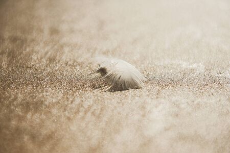 A white feather on the wet sand of Atlantic Ocean, beautiful feather's lines, sandy backgroundの写真素材