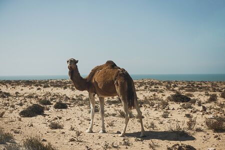 Camel on a sand dune looking out over the Sahara Desert, Moroccoの写真素材