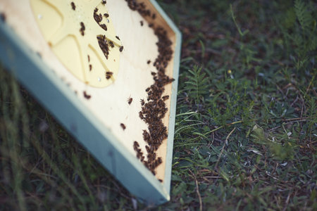 bees and beehives on the apiary.
