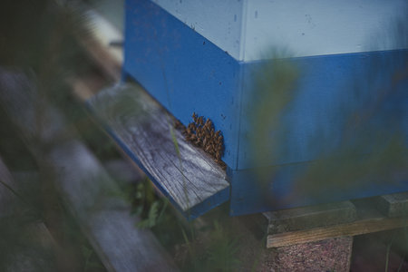 bees and beehives on the apiary.