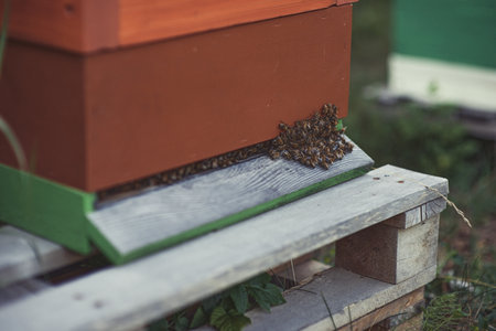 bees and beehives on the apiary.