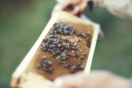Beekeeper is working with bees and beehives on the apiary.