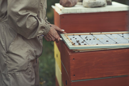 Beekeeper is working with bees and beehives on the apiary.の写真素材