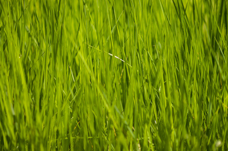 green grass texture