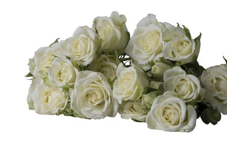 A bouquet of white roses on a white background, without processing.の写真素材