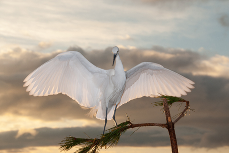 Heron's wingの写真素材