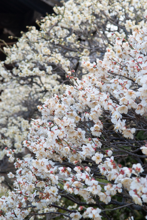 White waveの写真素材