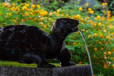 Turtle that keeps water outの写真素材