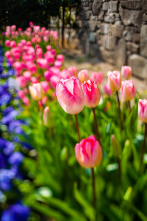 Flower bed in full bloom with tulipsの写真素材