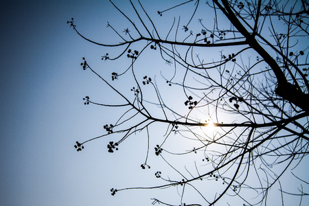 Pattern of a tree turned into a silhouette by back lightの写真素材