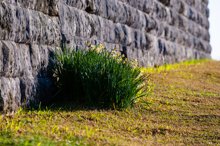 Gathering of narcissus blooming in Ashinozaki lighthouseの写真素材