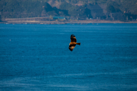Blue sea is flying in the background