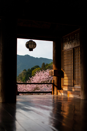 Cherry blossoms reflected on a beautiful board floorのeditorial素材