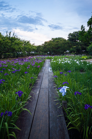 Wooden path in the vineyard of dawnの写真素材