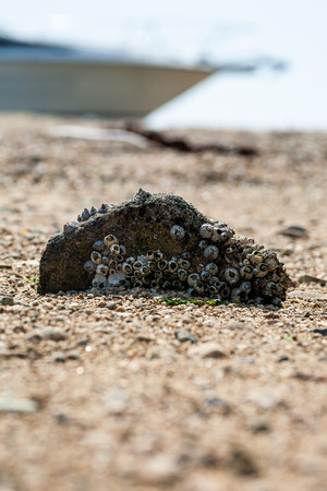 Barnacle stone falling on the beachの写真素材