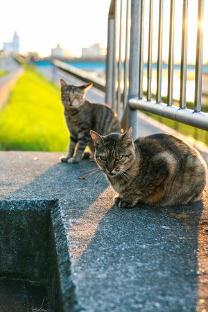 Two stray cats to be alertの写真素材