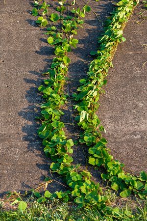 Parallel ivy curveの写真素材
