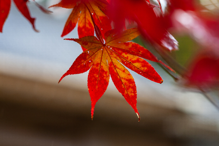 Autumn Emeishan, visiting the autumn leaves #8