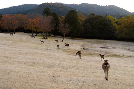 Deer flocking in Nara Parkの写真素材