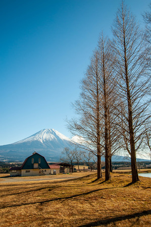 Steppe and tall trees with a view of Mt. Fujiの写真素材