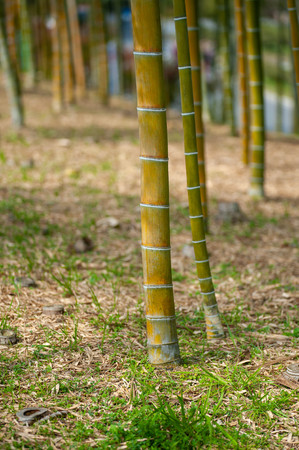 Bamboo growing in the plum forest of Expo Parkの写真素材