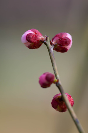Plum blossoms trying to bloom in the plum forest of Expo Parkの写真素材