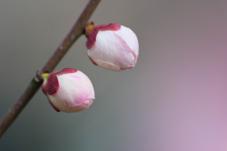 Two moths waiting for flowering in the plum forest of Expo Parkの写真素材