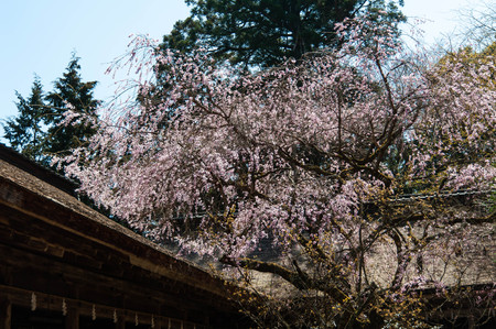 Old building and nice cherry blossoms atmosphereの写真素材
