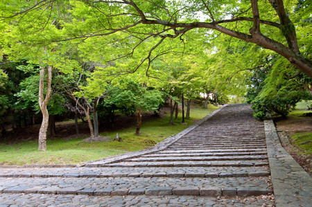 Long stone steps covered with fresh greenの写真素材
