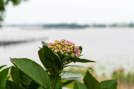 Lake surface of Lake Biwa and one hydrangea flowerの写真素材