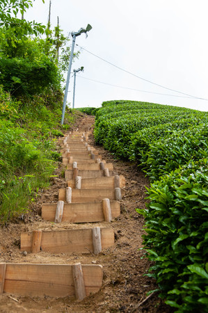 Stairs made for the tea plantationの写真素材