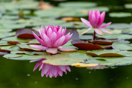 Water lily flower blooming vividlyの写真素材
