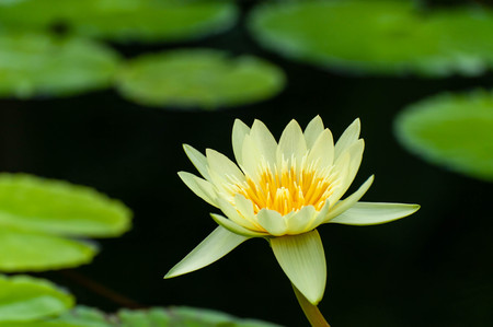 A brightly blooming yellow water lily flower