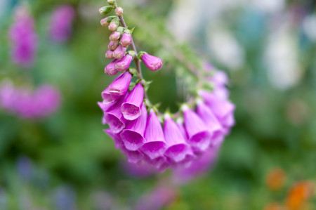 Purple flower shaped like a trumpetの写真素材